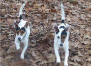 Diana’s Lucky Bitches