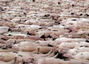 Wanted 100 Naked Women for Republican Convention