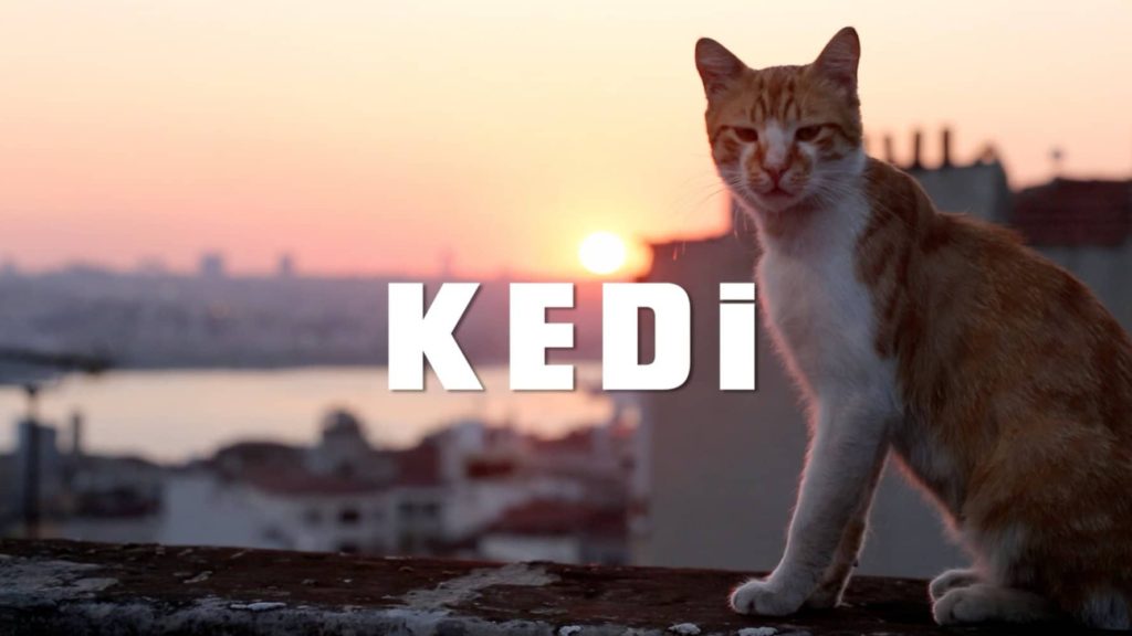 queerguru reviews Kedi