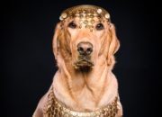 Greg Salvatori the new Alpha Dog in PTown