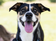 PAWS N’ EFFECT: Unleash the power of a dog’s unconditional love for people with HIV+