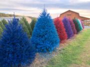 Christmas Trees that will leave your neighbors feeling ‘green’ with envy