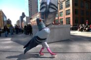 Pigeon Impersonation Pageant ……ONLY in NY