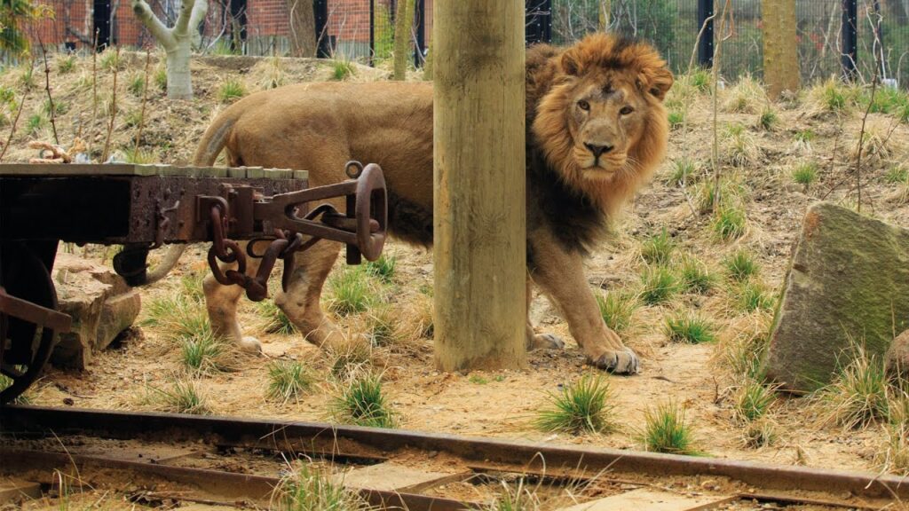 Want to have a ‘roaring’ date? Then have a sleepover at London Zoo.